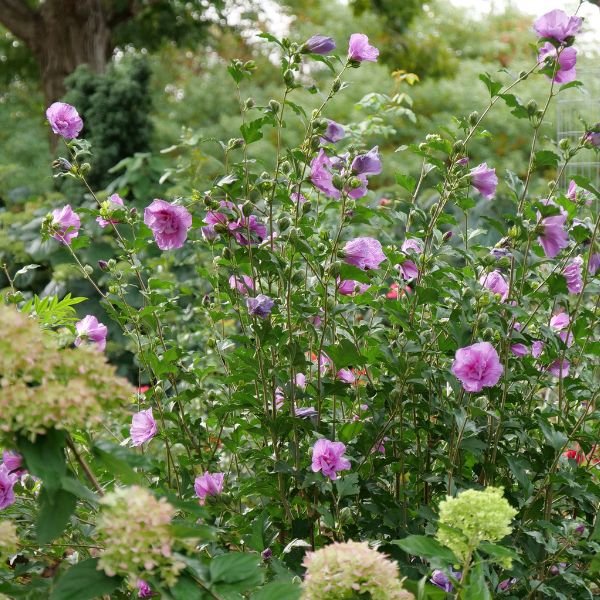 Image of Dark Lavender Chiffon® Rose of Sharon