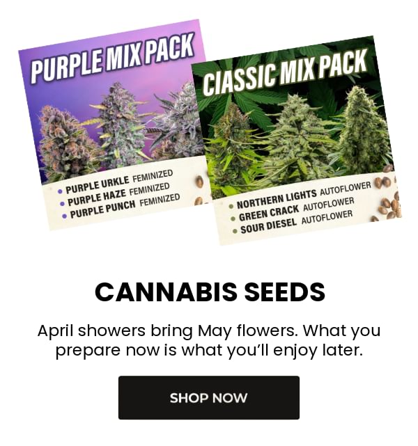Cannabis Seeds