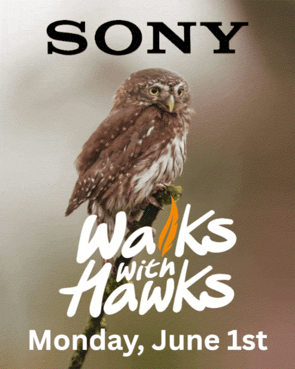 Sony Walks With Hawks - Monday June 2st