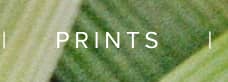 PRINTS
