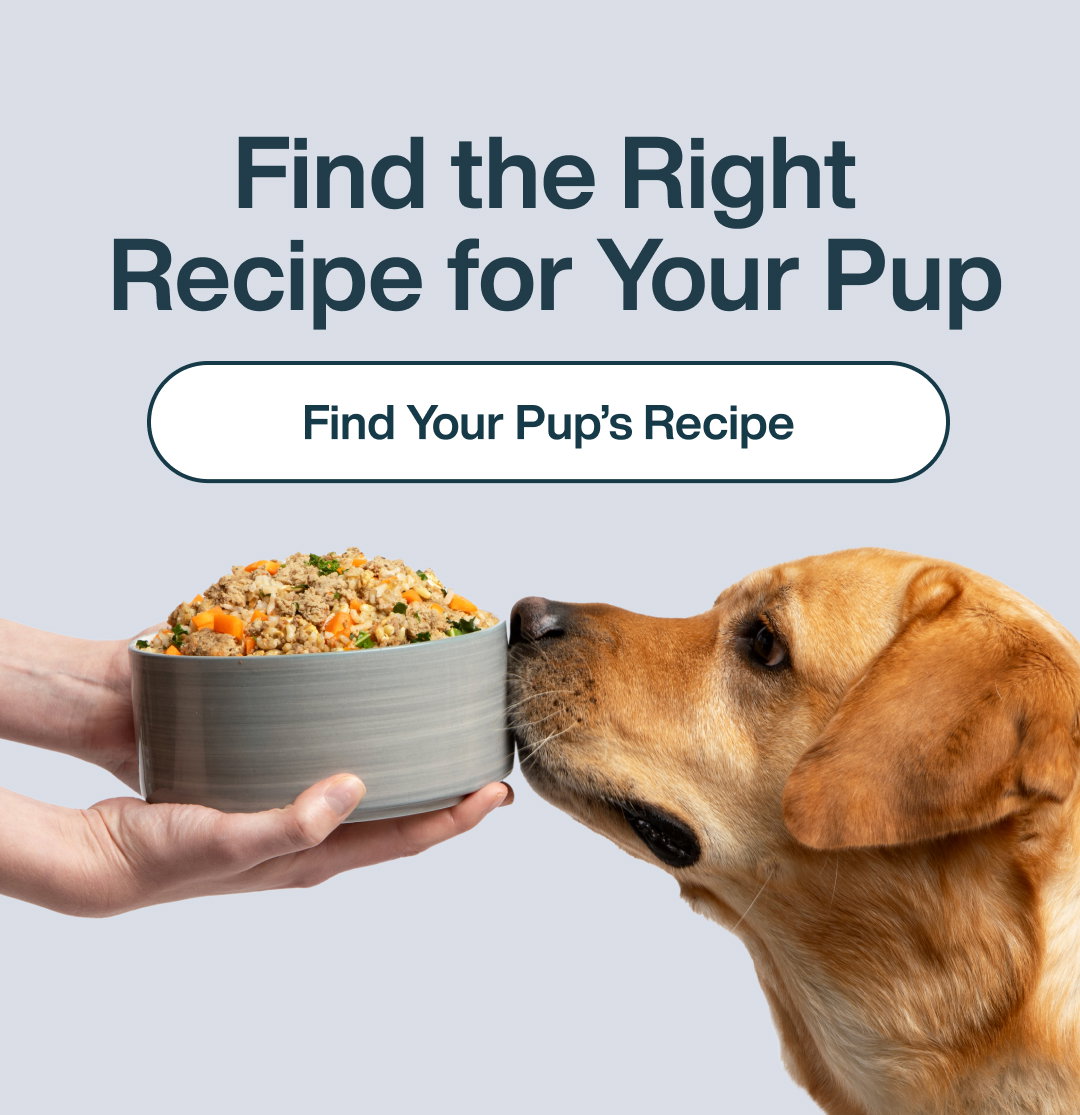 Find the Right Recipe for Your Pup