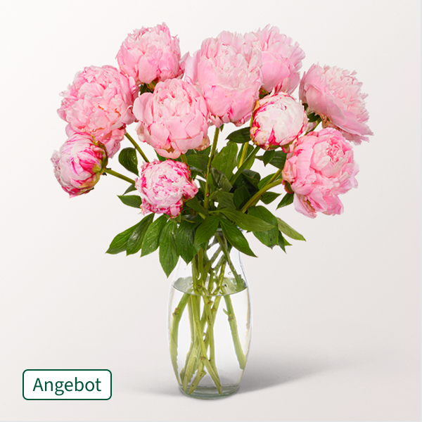 Rosa Pfingstrosen schon ab 28.99 €