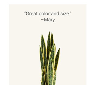 BOGO 50% OFF - 21" Planter