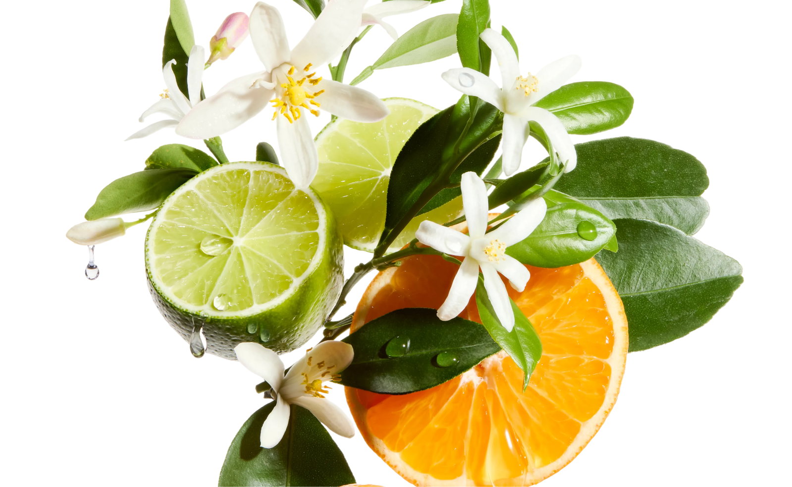 Mezza arancia, lime e fiori di gelsomino con gocce d'acqua su sfondo bianco: freschezza e naturalità