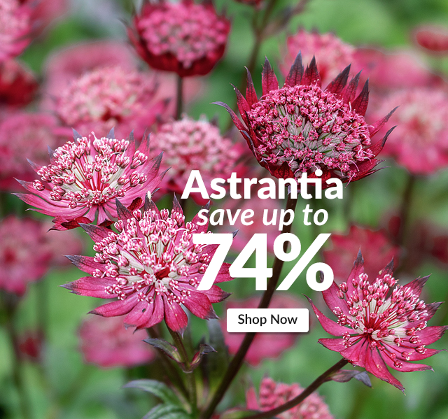 Astrantia: Up to 74% off