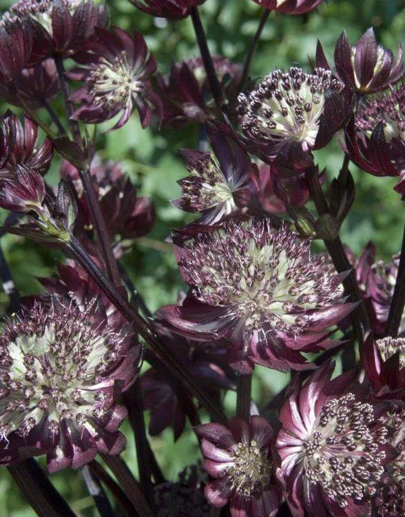 Image of Star of Fire Astrantia - 3 root divisions