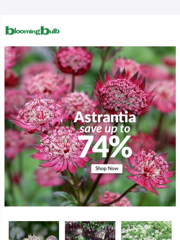 Save Up to 74% on Astrantia for a Dreamy Garden Glow
