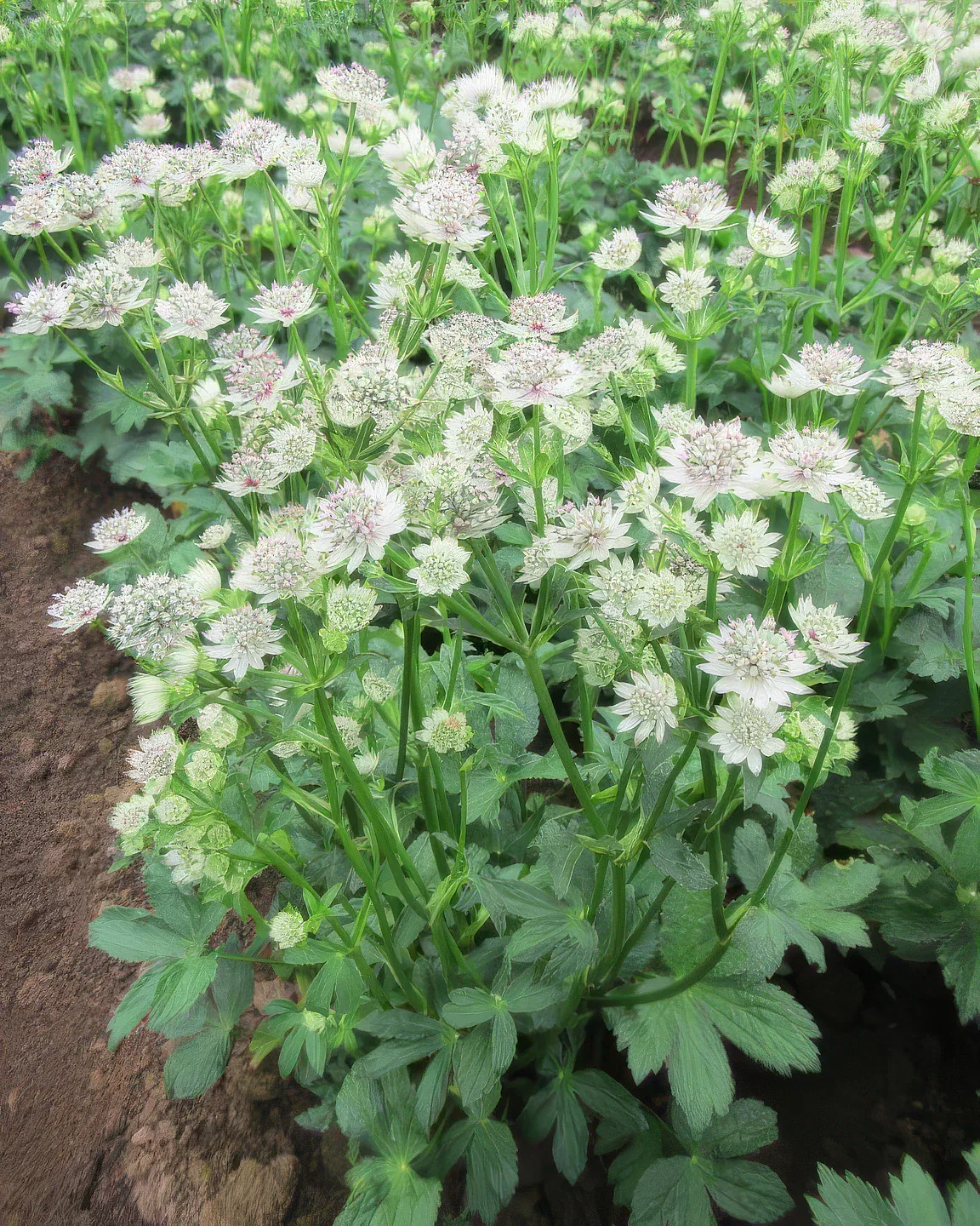 Image of Star of Billions Astrantia - 3 root divisions