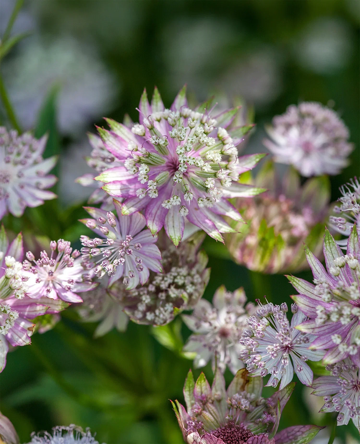 Image of Star of Royals Astrantia - 3 root divisions