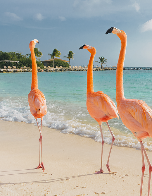 Oranjestad-Aruba