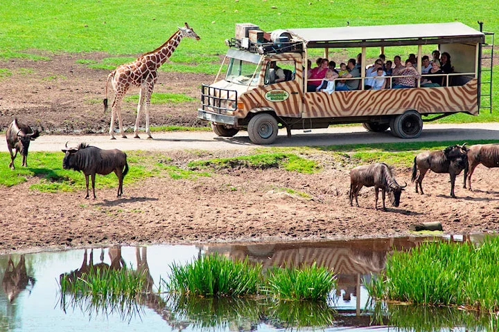 För 4: Färjeöverfart till Tyskland med boende & inträde till safaripark