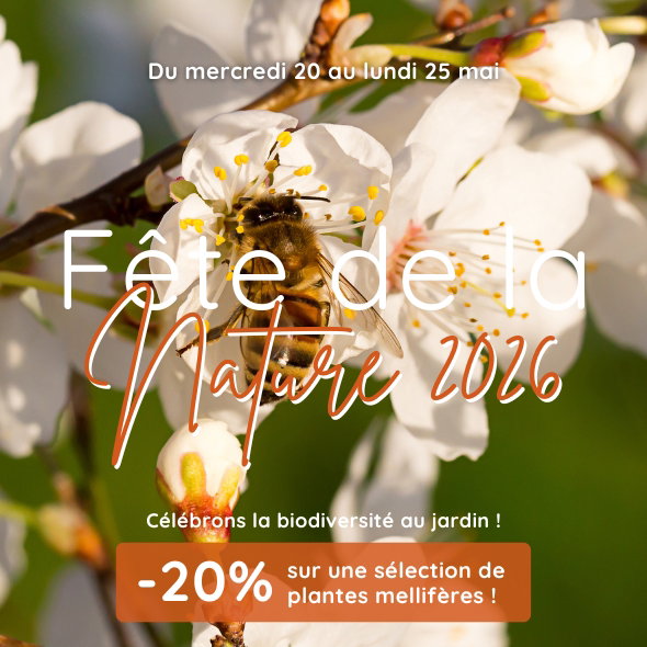 Les Chrysanthèmes