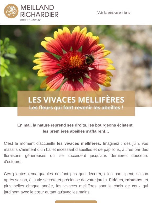 🐝 Vivaces mellifères : belles pour vous, essentielles pour la nature