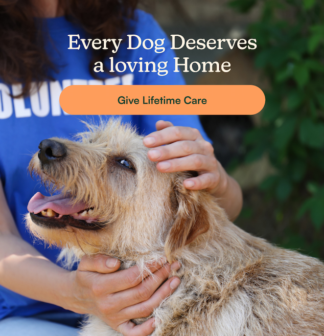 Supplements for Dogs