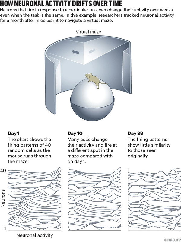 Infographic showing a mouse navigating a virtual maze above three line plots. The plots show the changing patterns of 40 neurons firing at day 1, day 10 and day 39 (left to right), illustrating increasing divergence in activity.