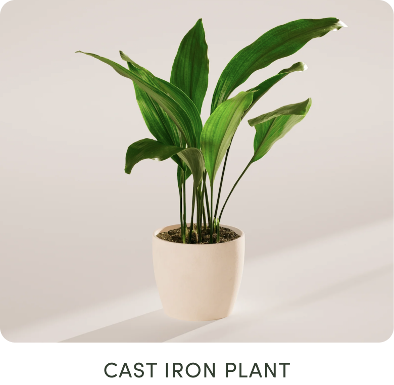 Cast Iron Plant