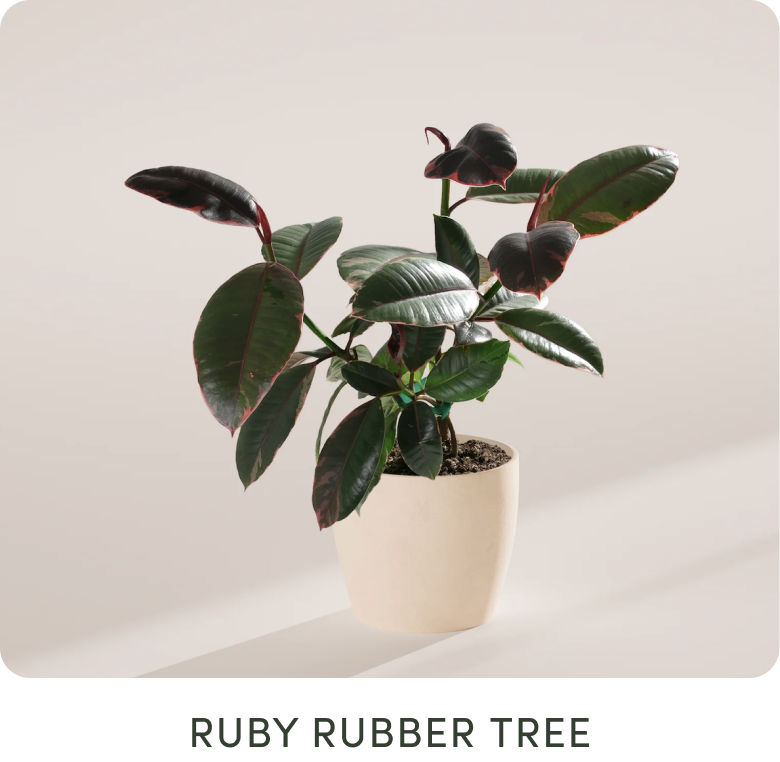 Ruby Rubber Tree