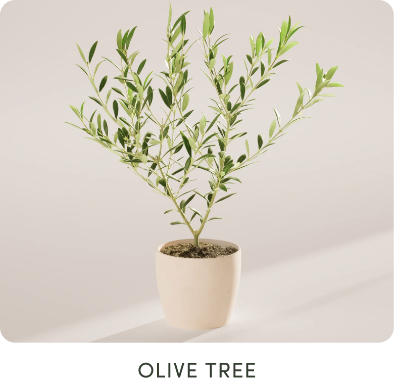 Olive Tree
