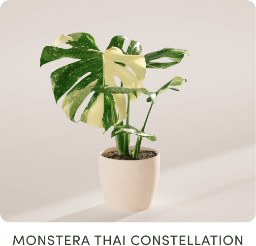 Monstera Thai Constellation