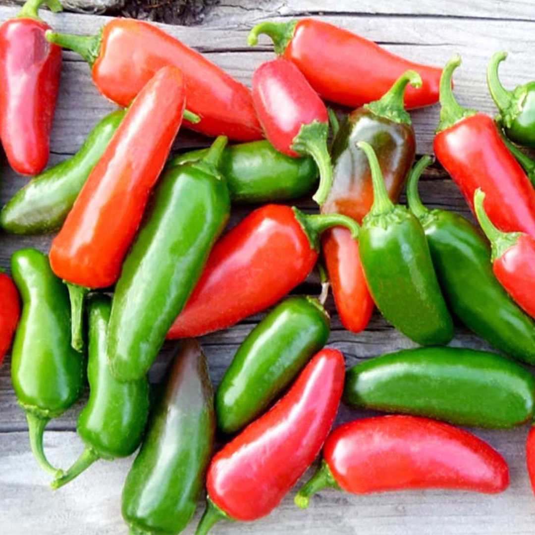 Chilli Pepper 'Jalapeno’