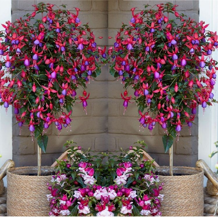 Pair of Patio Fuchsia Trees - 'Purple-Red Angela'