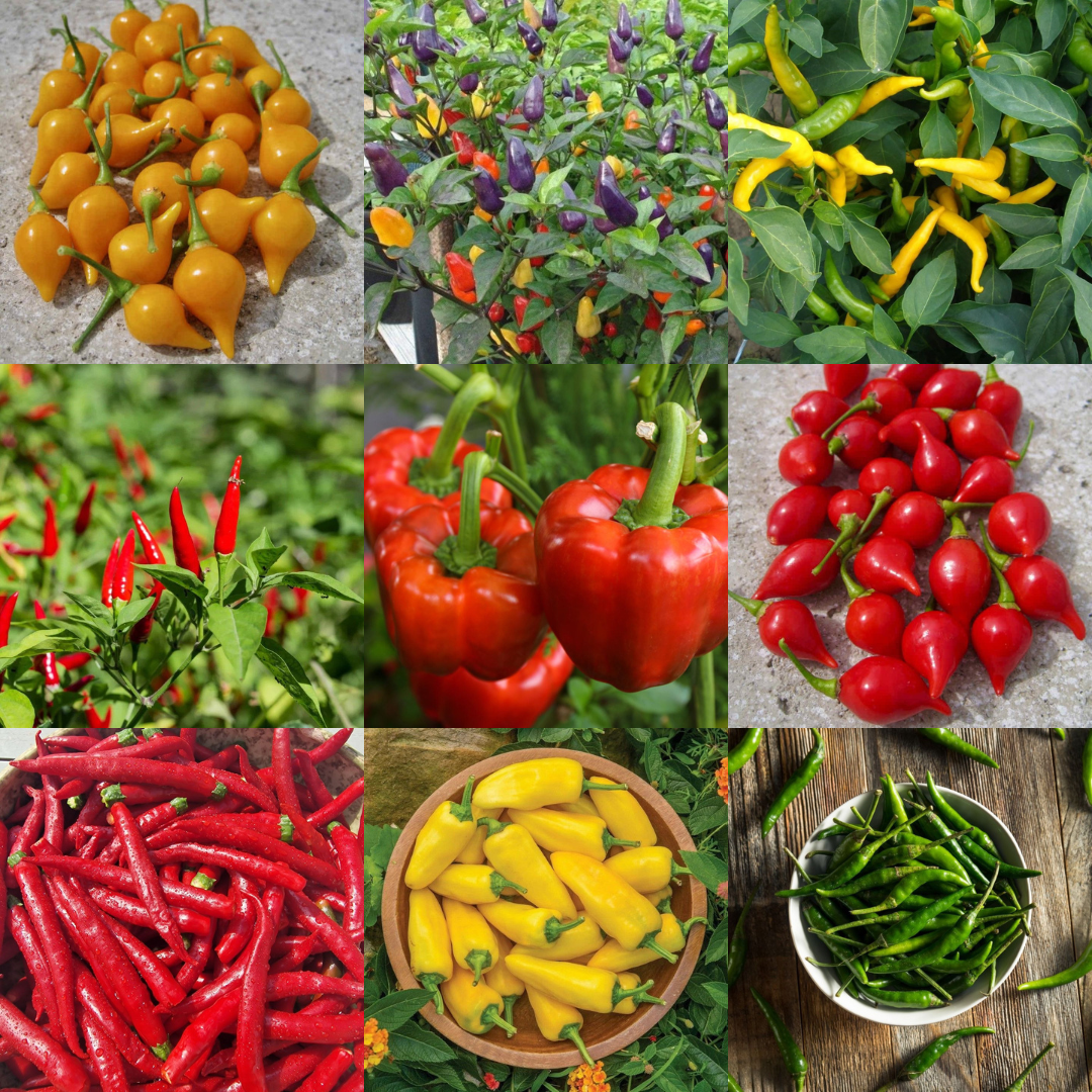 Chilli & Pepper Plants