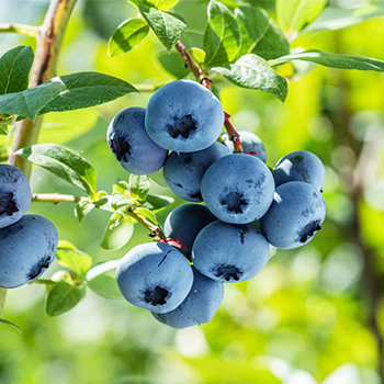 Perfect Plants
Fruit Category