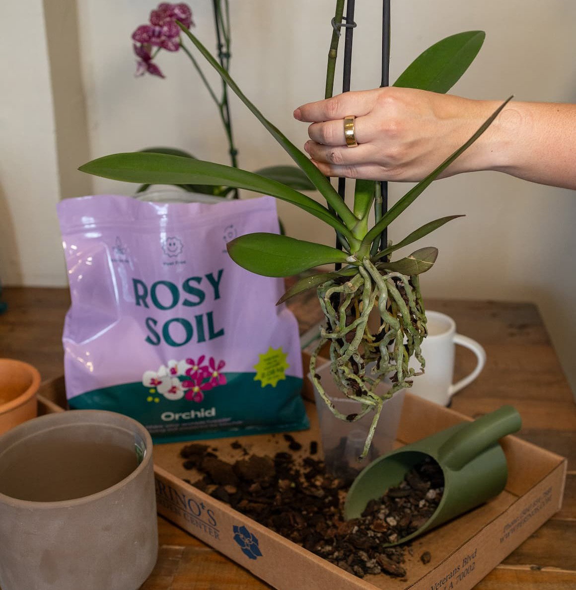 Orchid Care with Rosy Soil