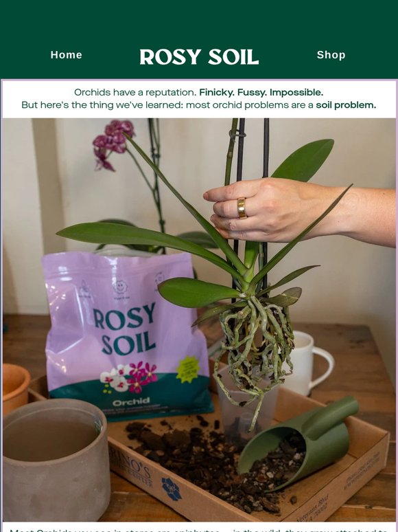 The one change that makes orchids actually thrive