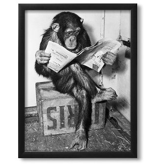 Chimpanzee Reading Newspaper Photo Print