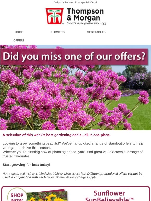 Alstroemeria Plants £3.33 | £14 OFF your order! | FREE Tower Pot