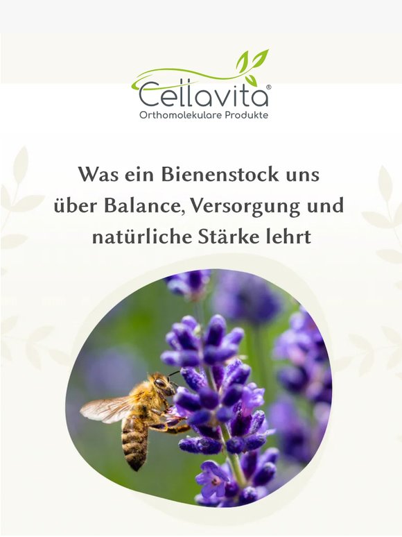 Die Kraft des Bienenstocks am Weltbienentag entdecken