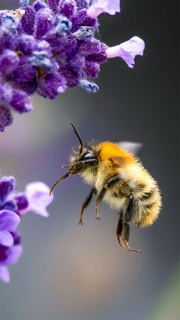 Bee Day