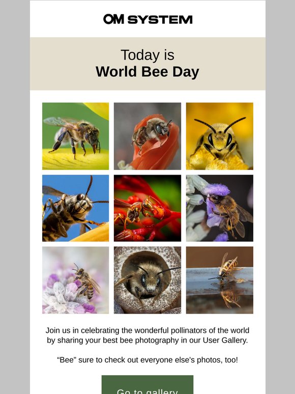 It's World Bee Day 🐝 View Gallery, Macro Gear Deals & Tips