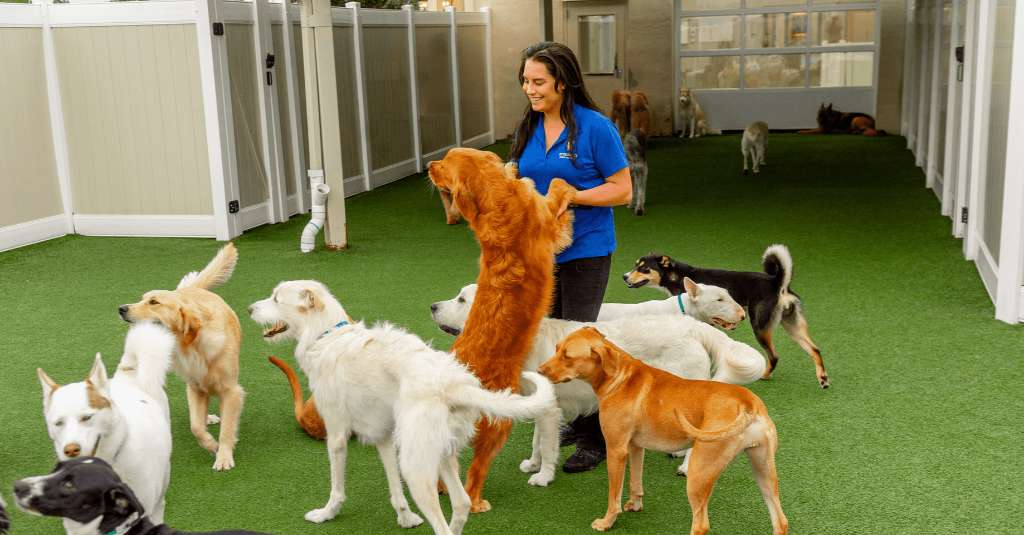 K9 Resorts Luxury Pet Hotel