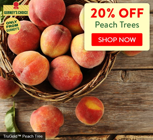 20% off Peach Trees
