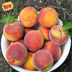 O’Henry Peach