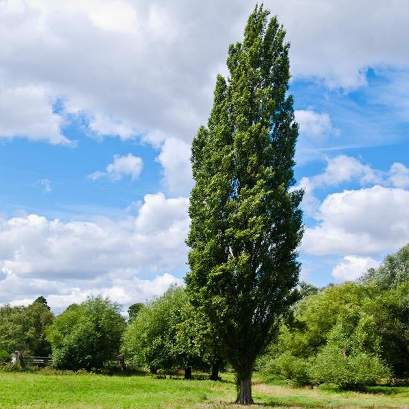 Image of Lombardy Poplar
