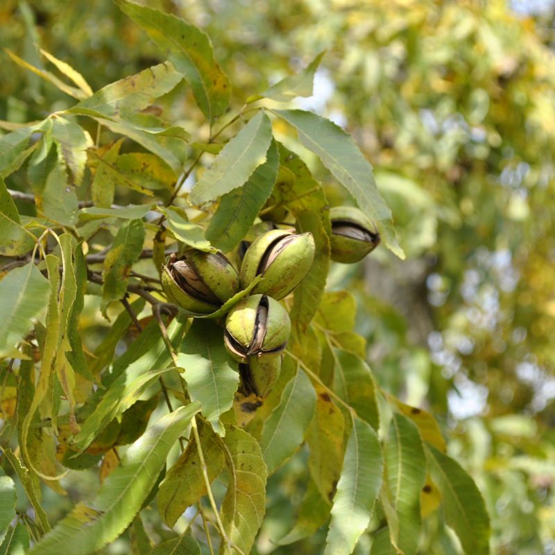 Image of Pawnee Pecan