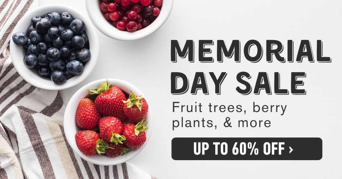 Memorial Day Savings