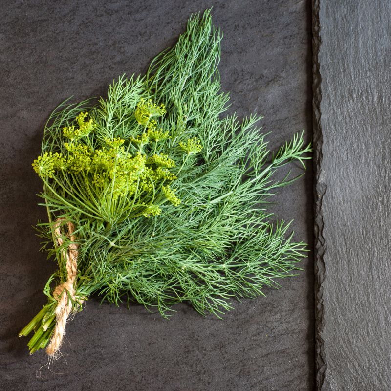 Image of Garden Plants