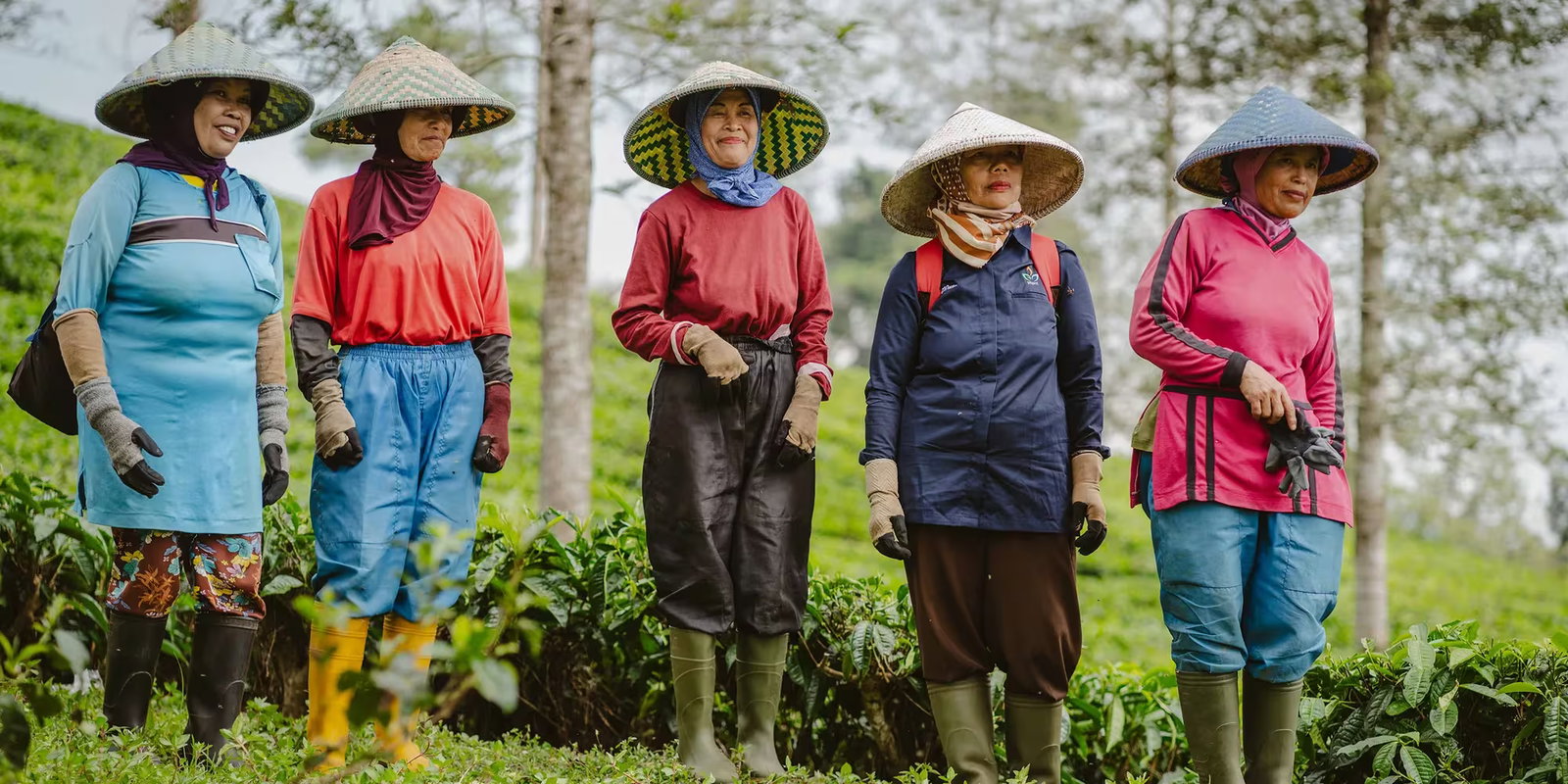 Ladies stood in a tea garden in Indonesia at the Malabar Tea Estate