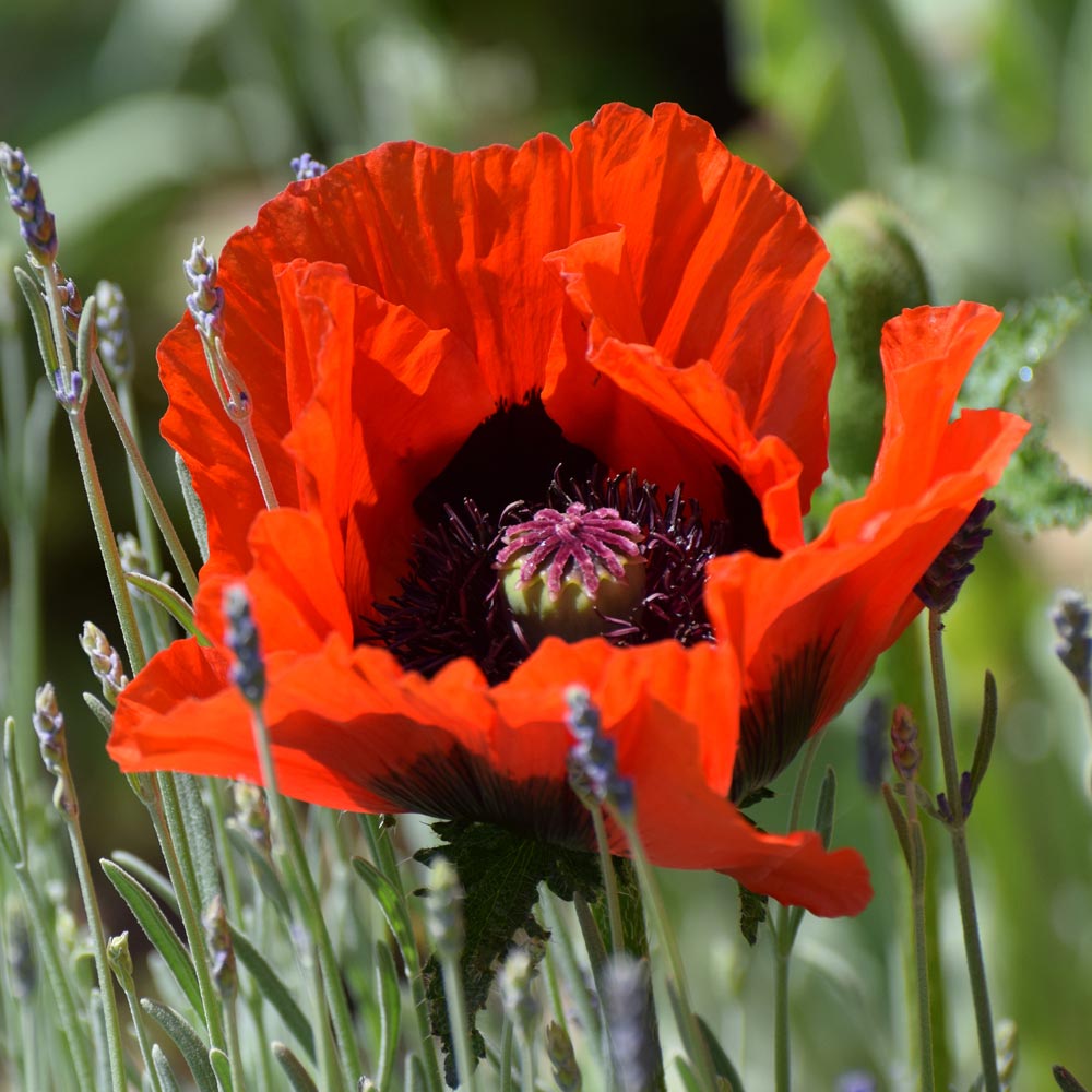 Poppy 'Beauty of Livermere'