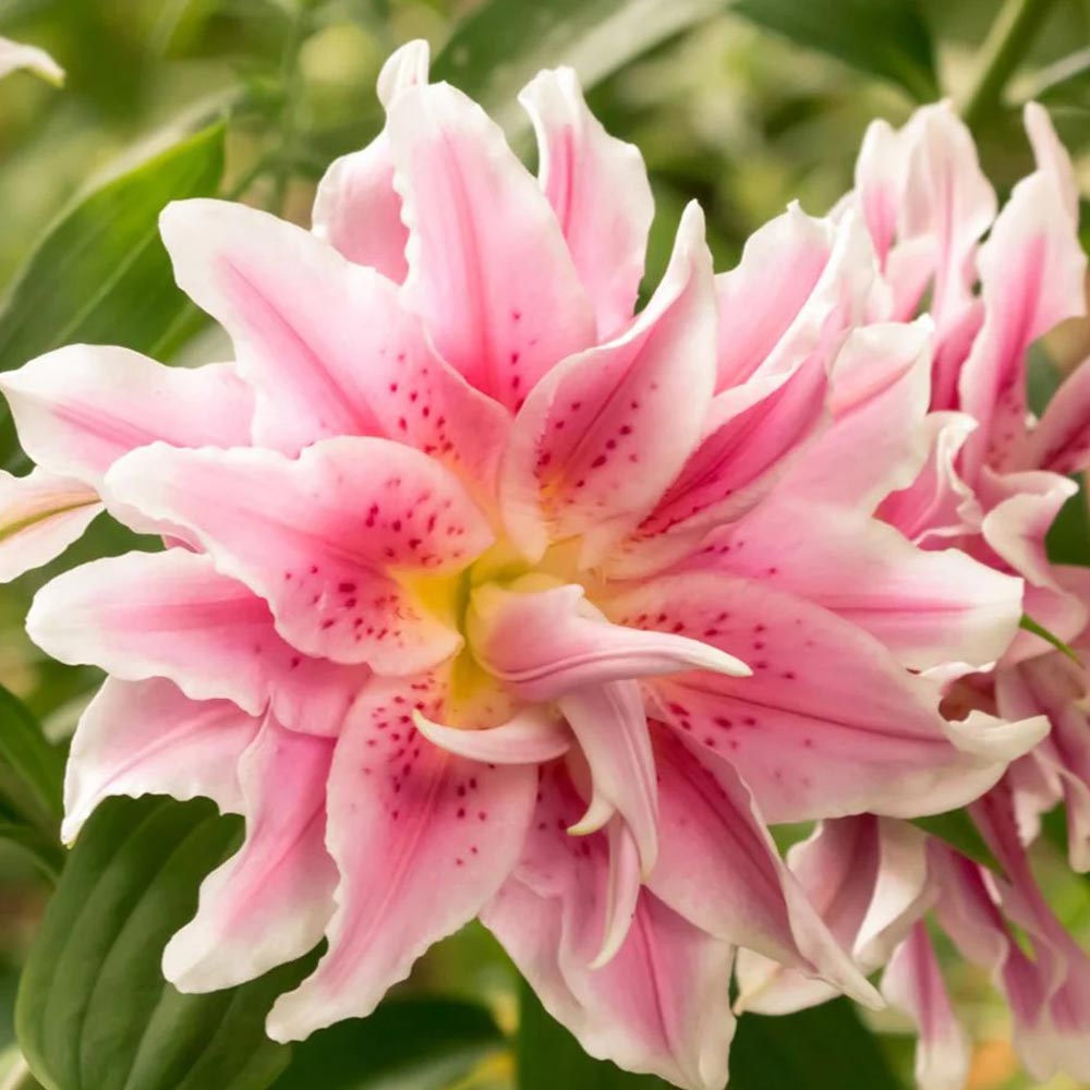 Roselily 'Double Nowa'