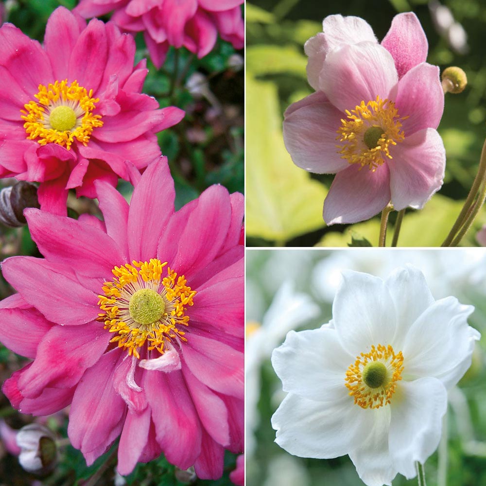 Anemone Trio