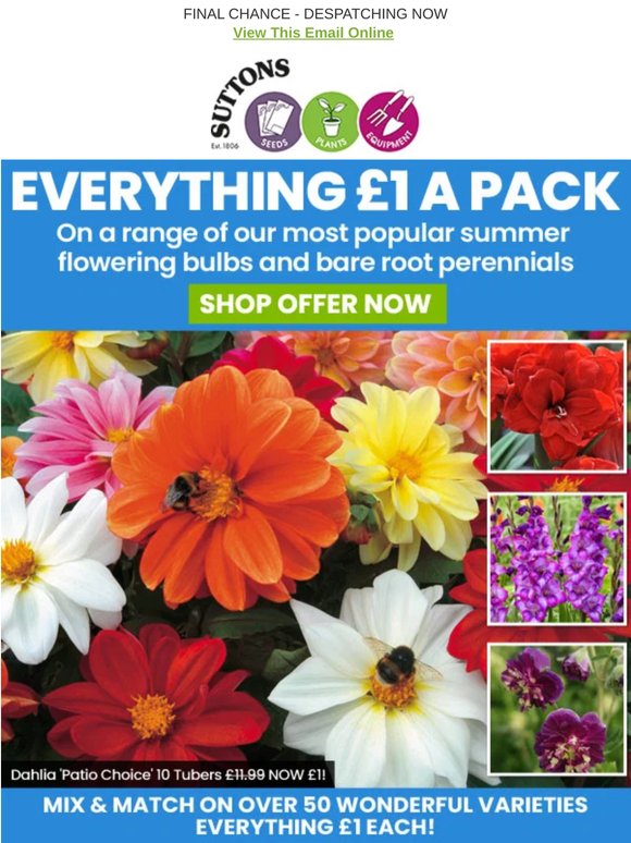 EVERYTHING £1! Mix & Match Summer Perennials & Bulbs