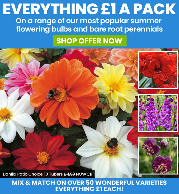 Mix & Match Shrubs, Perennials & Bulbs