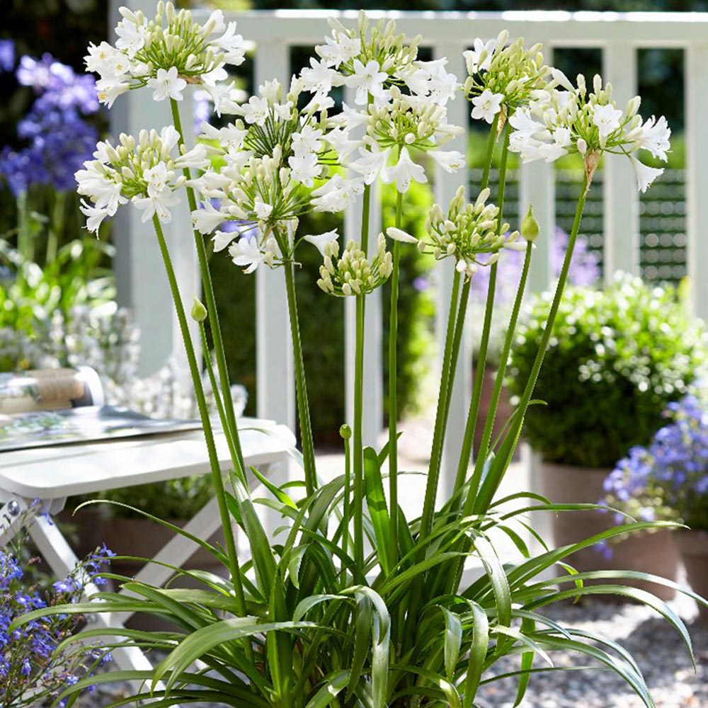 Agapanthus 'Polar Ice'