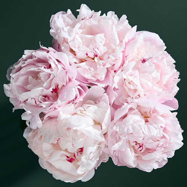 Five Stem Peony Bouquet