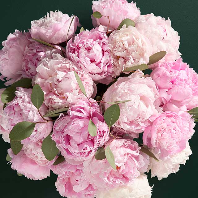 British pink peonies and fragrant eucalyptus